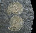 Plate Of Pyritized Dactylioceras Ammonites #9713-2